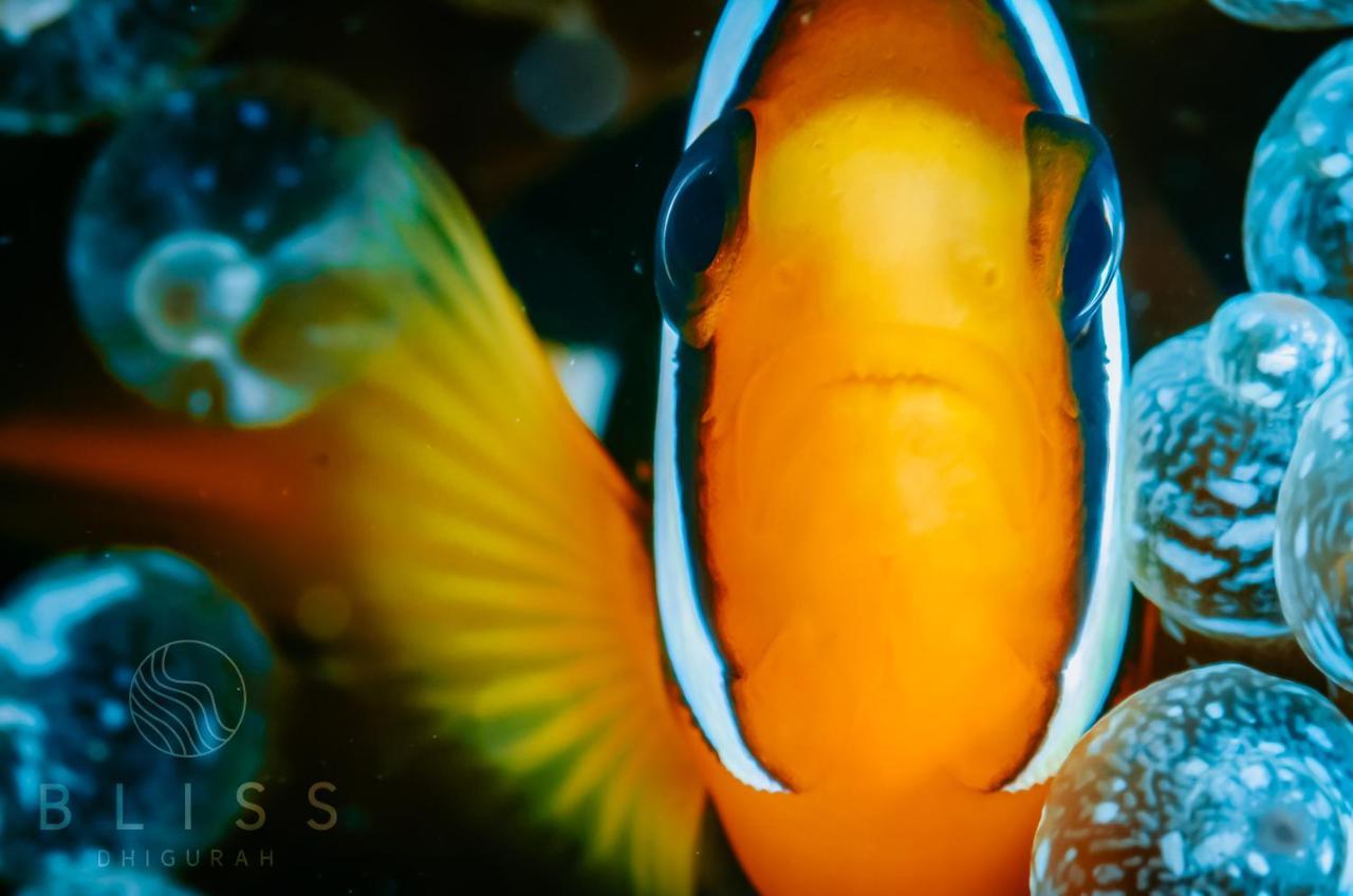 Bliss Dhigurah Ξενοδοχείο Dhigurah  Εξωτερικό φωτογραφία