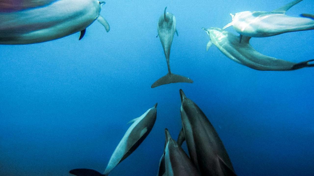Bliss Dhigurah Ξενοδοχείο Dhigurah  Εξωτερικό φωτογραφία